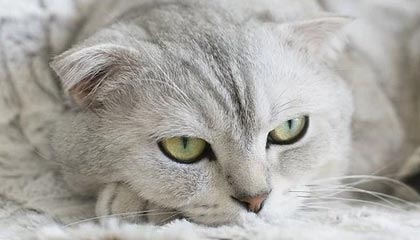 开云体育-瑞典女足遭遇惨败，小组垫底被淘汰，瑞典女足遭遇惨败,小组垫底被淘汰了吗